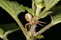 Xysticus_cristatus_D4993_Z_88_Les Gris_Frankrijk